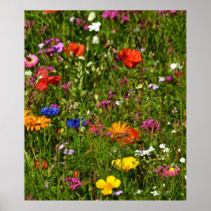 Poster toutes sortes de belles fleurs