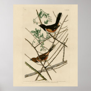 Poster Towee Bunting (Eastern Towee) des oiseaux d'Audubo