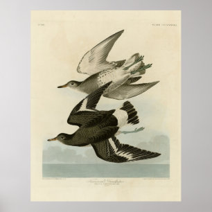Poster Townsend's Sandpiper - Audubon's Birds of America