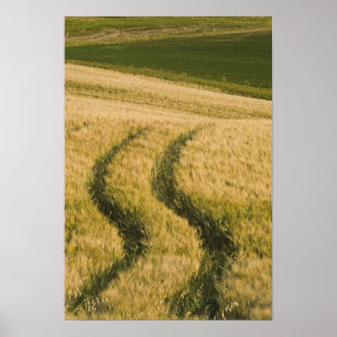 Poster Traces de tracteurs à travers le blé, Toscane, Ita