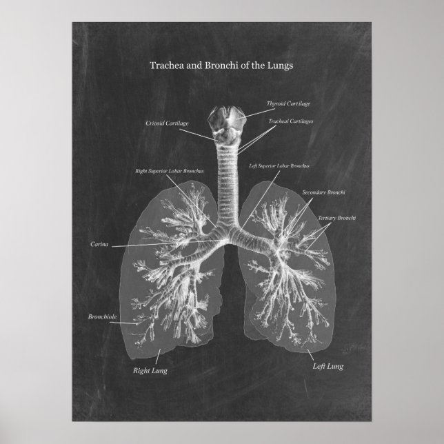 Poster Trachée d'anatomie pulmonaire et Bronchi (Devant)