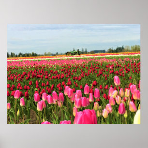 Poster Tracteur vert en Tulip Field, Oregon