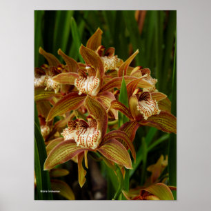 Poster Tracyanum de Cymbidium