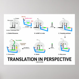 Poster Traduction en perspective (protéine de biologie de