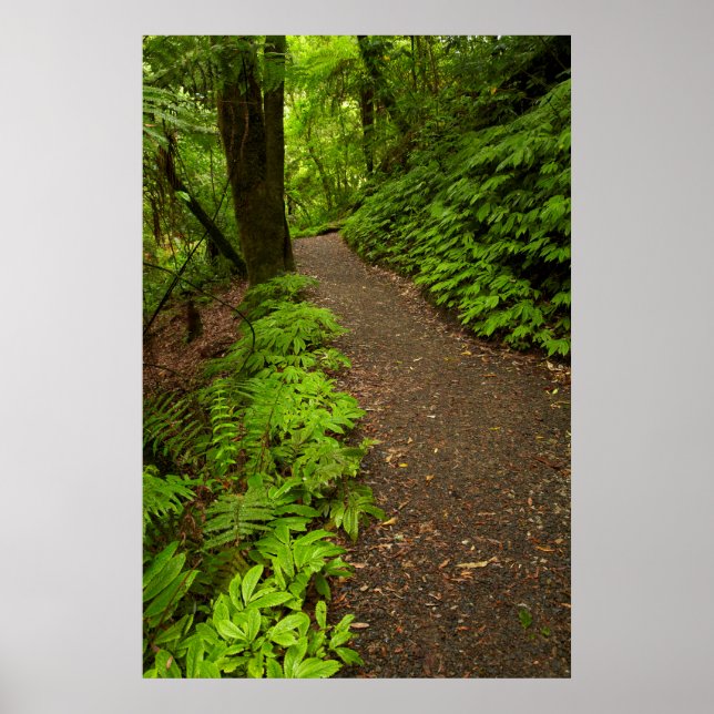 Poster Trail à travers la forêt (Devant)