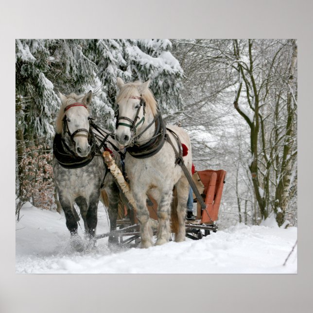 Poster traîneau+ride, neige, forêt, cheval, hiver, blanc, (Devant)