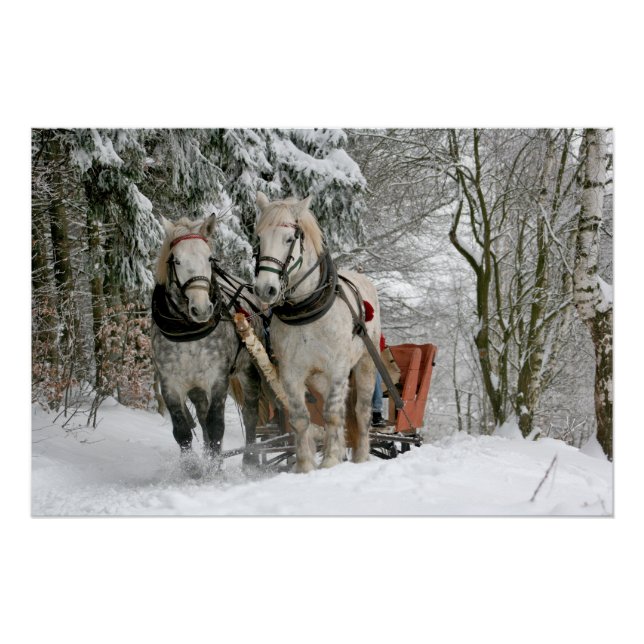 Poster traîneau+ride, neige, forêt, cheval, hiver, blanc, (Devant)