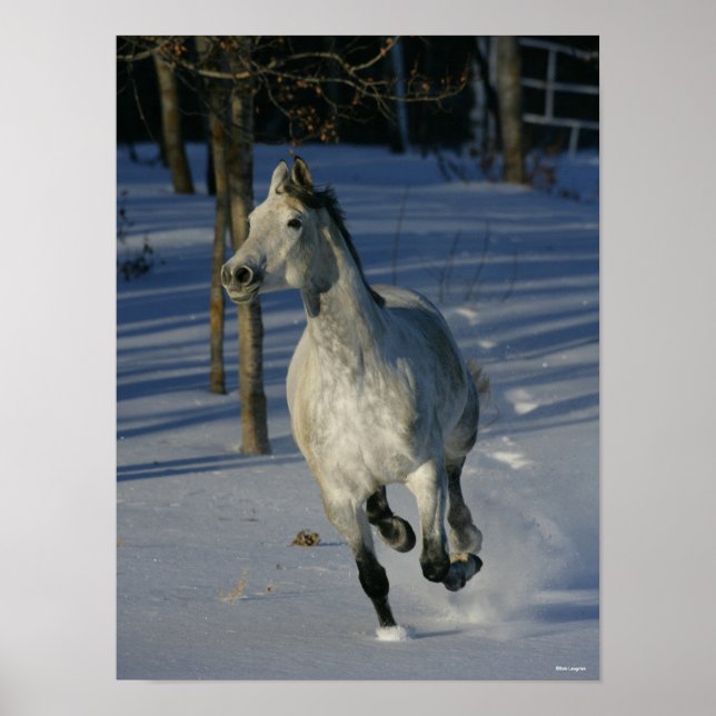 Poster Trakehner gris pomme courant dans la neige (Devant)