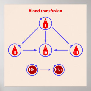 Poster transfusion sanguine infographique