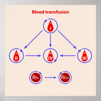 Poster transfusion sanguine infographique