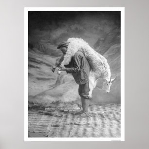 Poster Transporter une chèvre Alaska 1905