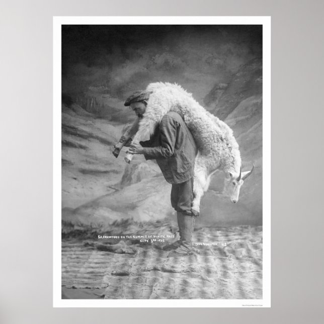 Poster Transporter une chèvre Alaska 1905 (Devant)