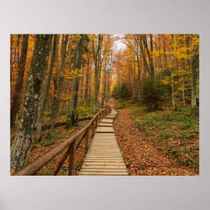 Poster Traverser la forêt d'automne.