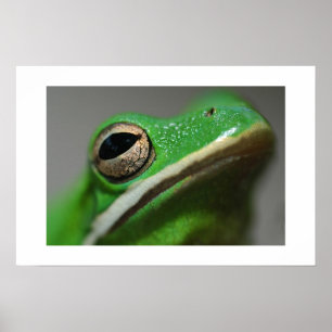 Poster Tree Frog