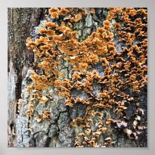 Poster tree fungi