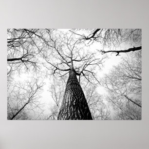 Poster Tree in black and white