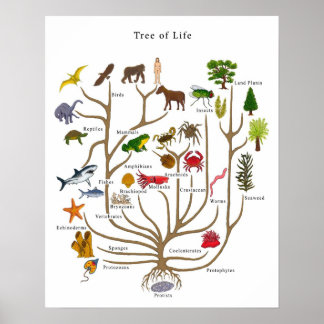 Poster Tree of Life