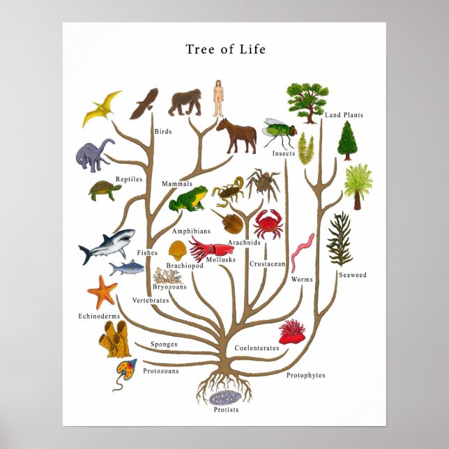 Poster Tree of Life (Devant)