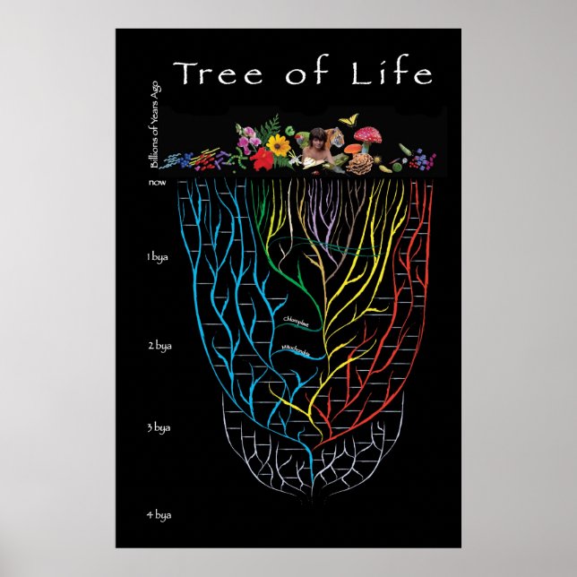 Poster Tree of Life (Devant)