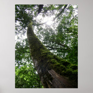 Poster Tree Old Tree/Lalashan National Forest Sanctuary