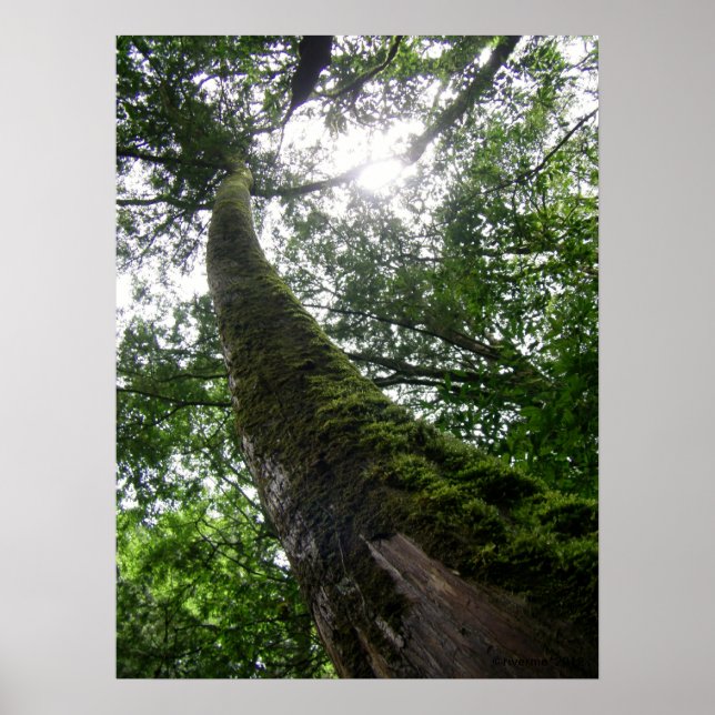 Poster Tree Old Tree/Lalashan National Forest Sanctuary (Devant)