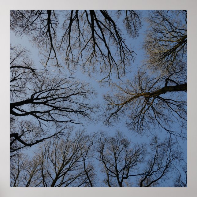 Poster Tree Top (Devant)