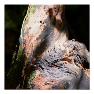 Poster Tree Trunk Nature Bark Art Photographie de plein a