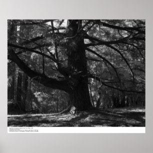 Poster Tree, UC Père Noël Cruz, mars 1962
