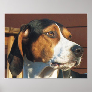 Poster Treking Walker Coonhound