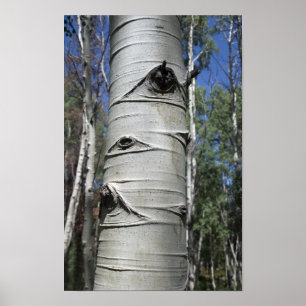 Poster Tremble d'Aspen du Colorado ridé