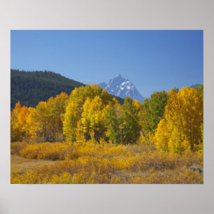 Poster Trembles avec la chaîne de montagnes Teton