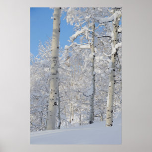 Poster Trembles couverts de neige, Beartrap-Desolation Ri