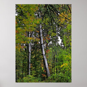 Poster Trembles d'automne
