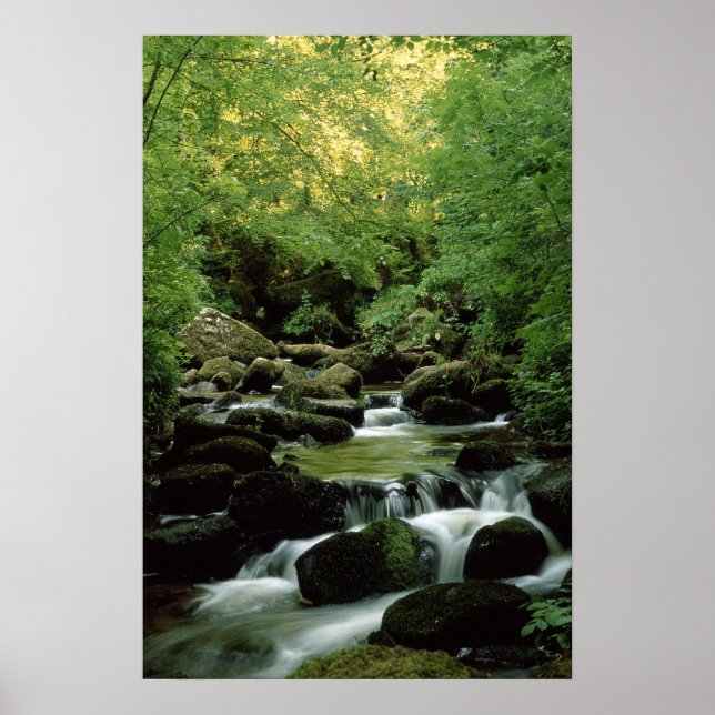 Poster très spécial Woodland Stream. (Devant)