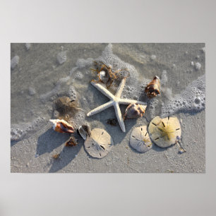Poster Trésors de la plage à marée basse
