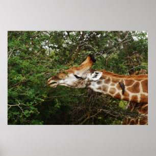 Poster Tresses murales Giraffe & photos