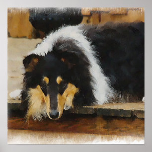 Poster Tri Color Rough Collie Cadeaux Art