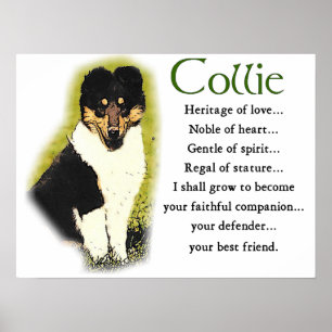 Poster Tri Color Rough Collie Toxits
