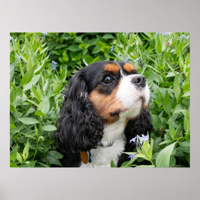 Poster Tri Couleur Cavalier King Charles Spaniel Chien (Devant)