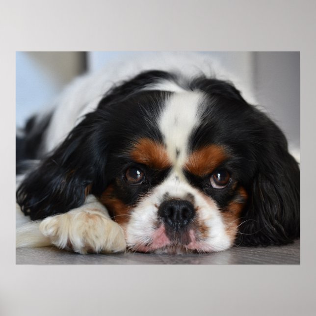 Poster Tri Couleur Cavalier King Charles Spaniel Chien Ch (Devant)