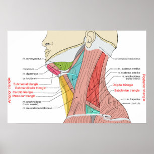 Poster Triangles antérieurs postérieurs Anatomie du cou M