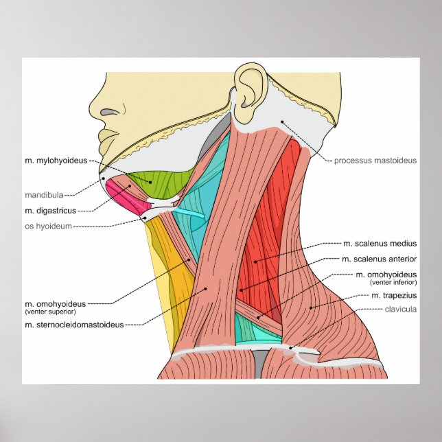 Poster Triangles des Muscles Cou Diagramme anatomique (Devant)