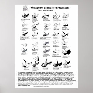 Poster Tricératops crânes