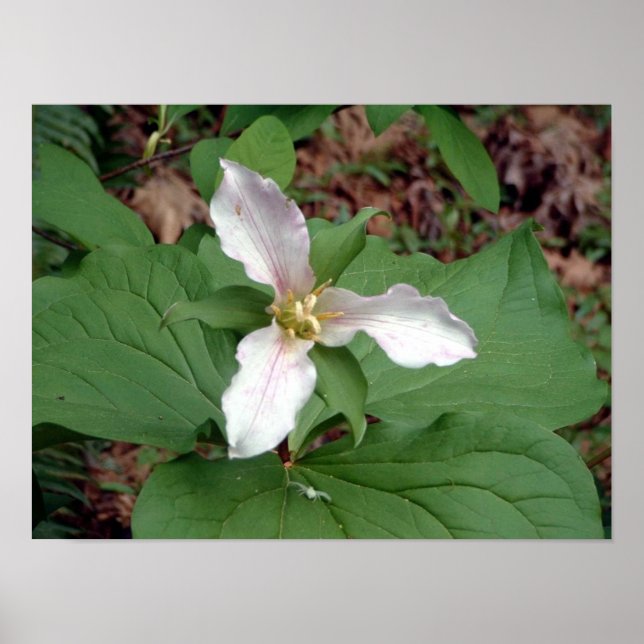 Poster Trillium (Devant)