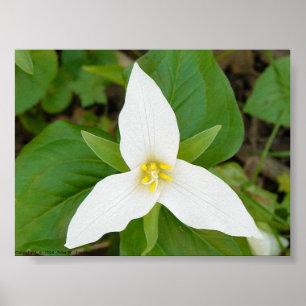 Poster Trillium
