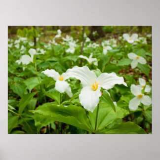 Poster Trillium Fleur sauvage