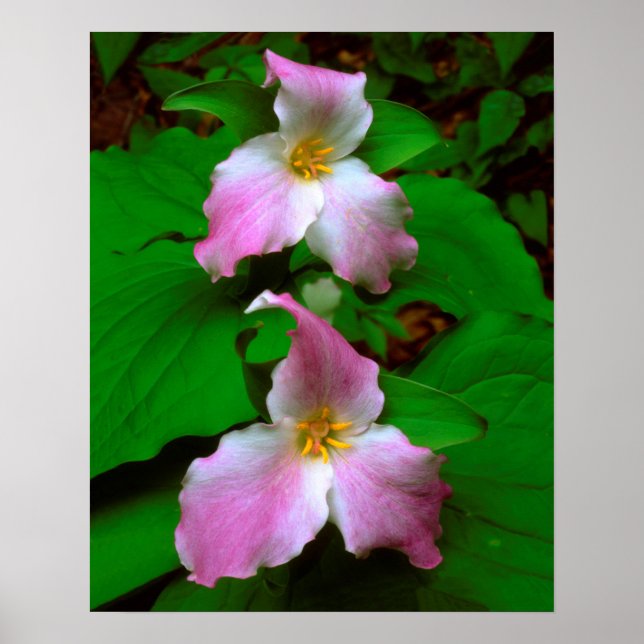 Poster Trillium Fleur sauvage (Devant)