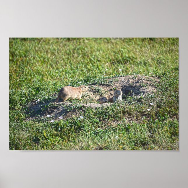 Poster Trio de chiens des Prairies, parc national des Bad (Devant)