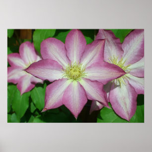 Poster Trio de Clematis Pink and White Spring Vine