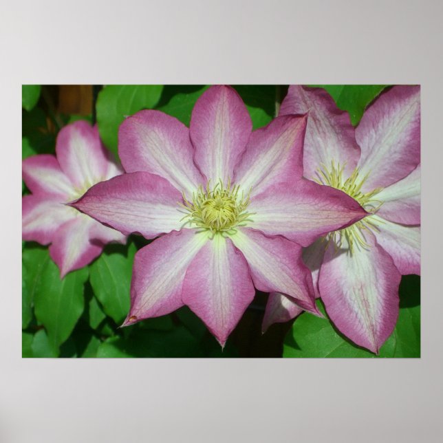 Poster Trio de Clematis Pink and White Spring Vine (Devant)